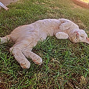 Coco joined the competition — help win amazing prizes! animal, cat, cute, domestic_cat, feline, fur, grass, green_grass, lying_down, mammal, nature, outdoor, paw, pet, pink_nose, relaxed, resting, sleepy, sunlight, whiskers