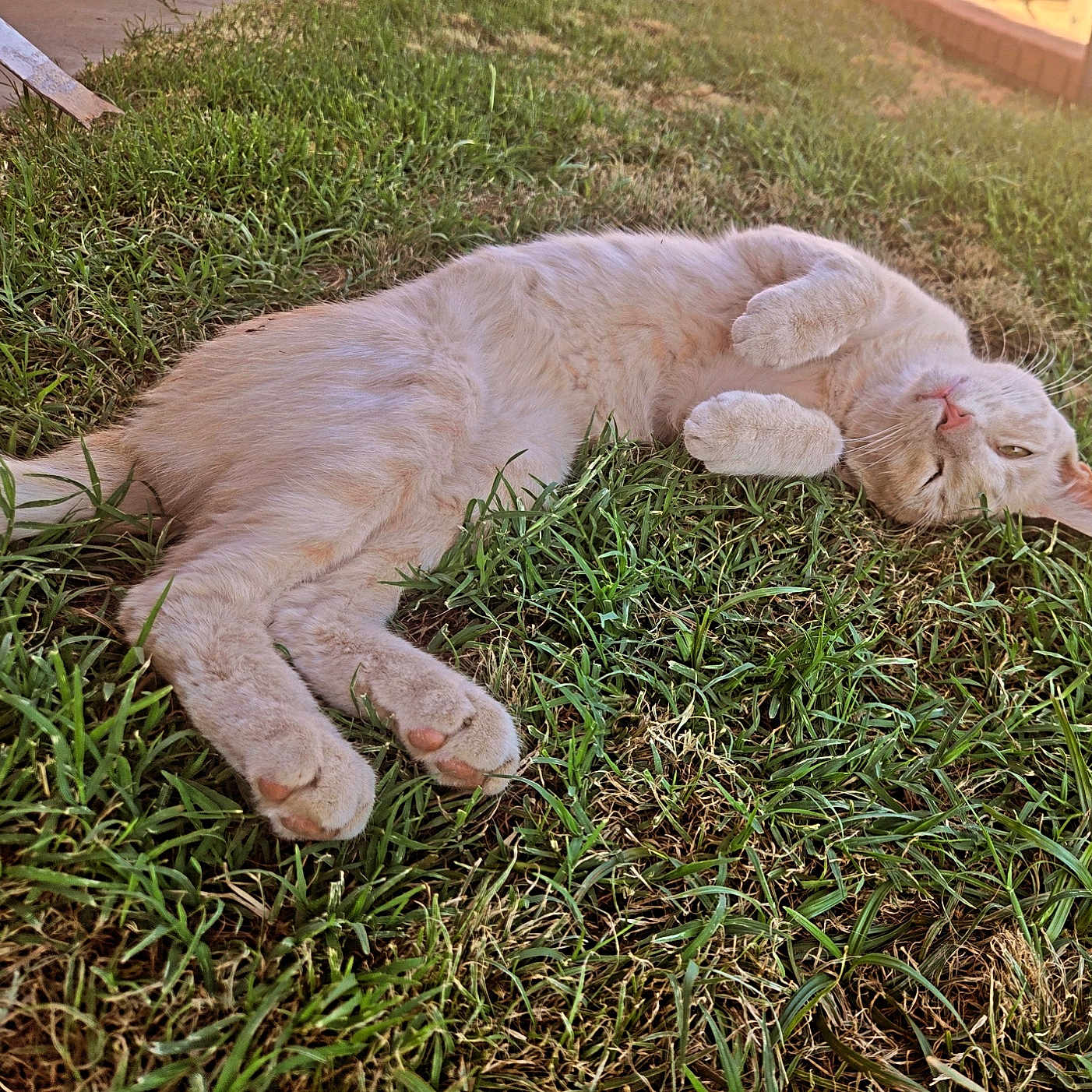 Coco