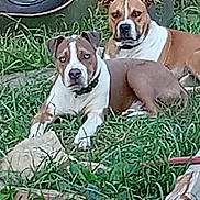 Smokey And Bandit is registered to the contest to win money with this photo: brown_and_white, canine, collar, dog, dogs, domestic_animal, ears, gaze, grass, muzzle, outdoor, pair, paws, pet, pitbull_type, resting, rock, stare, wheelbarrow, yard