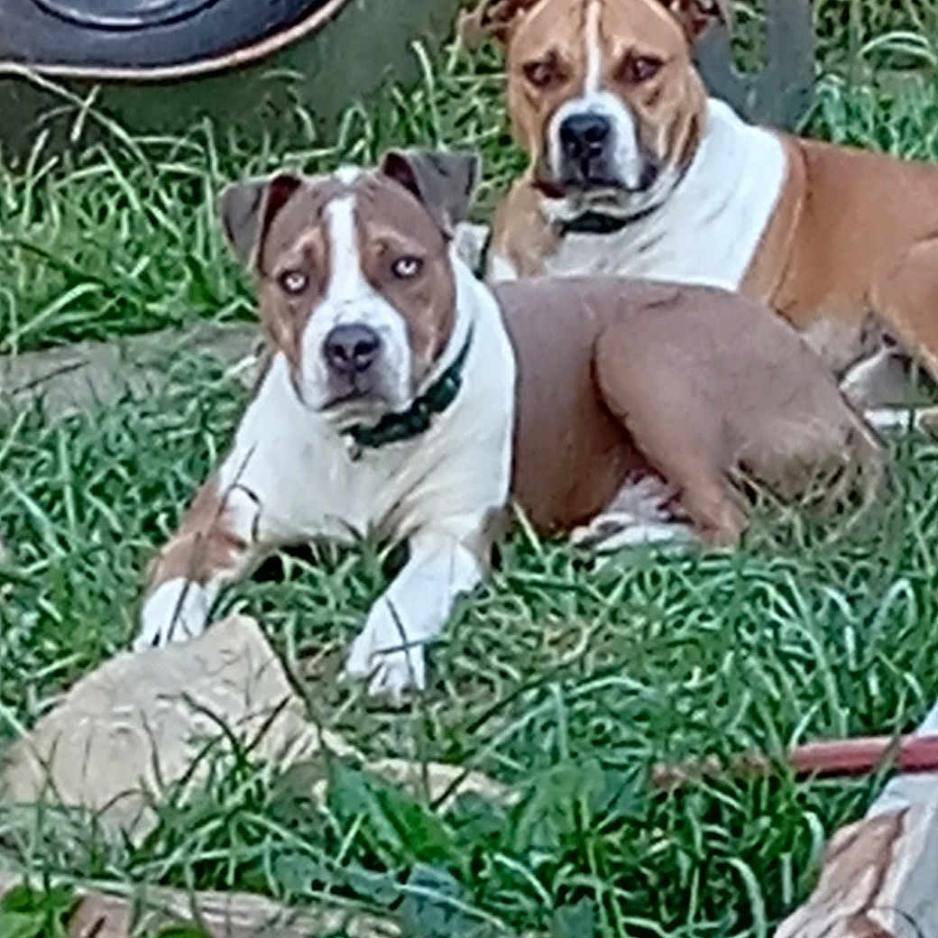 Smokey And Bandit is registered to the contest to win money with this photo: brown_and_white, canine, collar, dog, dogs, domestic_animal, ears, gaze, grass, muzzle, outdoor, pair, paws, pet, pitbull_type, resting, rock, stare, wheelbarrow, yard