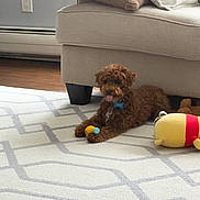 Milo joined the competition — help win amazing prizes! dog, brown_dog, toy, carpet, couch, indoor, pet, plush_toy, living_room, floor, small_dog, curly_hair, relaxed, cozy, home, furniture, animal, domestic, playful, resting
