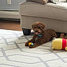dog, brown_dog, toy, carpet, couch, indoor, pet, plush_toy, living_room, floor, small_dog, curly_hair, relaxed, cozy, home, furniture, animal, domestic, playful, resting
