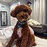 Milo is registered to the contest to win money with this photo: dog, poodle, brown_dog, curly_fur, pet, bedroom, bed, blanket, couch, mirror, curtains, indoor, cozy, pet_collar, head_tilt, cute, fur, floor, furniture, domestic