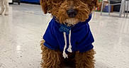 Milo joined the competition — help win amazing prizes! animal, background_chairs, blue_hoodie, brown_fur, casual_clothing, cute, decor, dog, ears, face, floor, graduation_cap, indoor, looking_at_camera, pet, portrait, puppy, sitting, small_dog, tile_floor