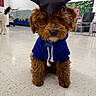 dog, puppy, graduation_cap, blue_hoodie, indoor, floor, brown_fur, small_dog, sitting, cute, pet, animal, portrait, tile_floor, casual_clothing, looking_at_camera, decor, background_chairs, face, ears