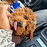 Milo is registered to the contest to win money with this photo: dog, puppy, brown_fur, curly_fur, tongue_out, blue_clothing, hand, person, car_interior, steering_wheel, seat, console, playful, cute, pet, animal, close_up, vehicle, leisure, companion