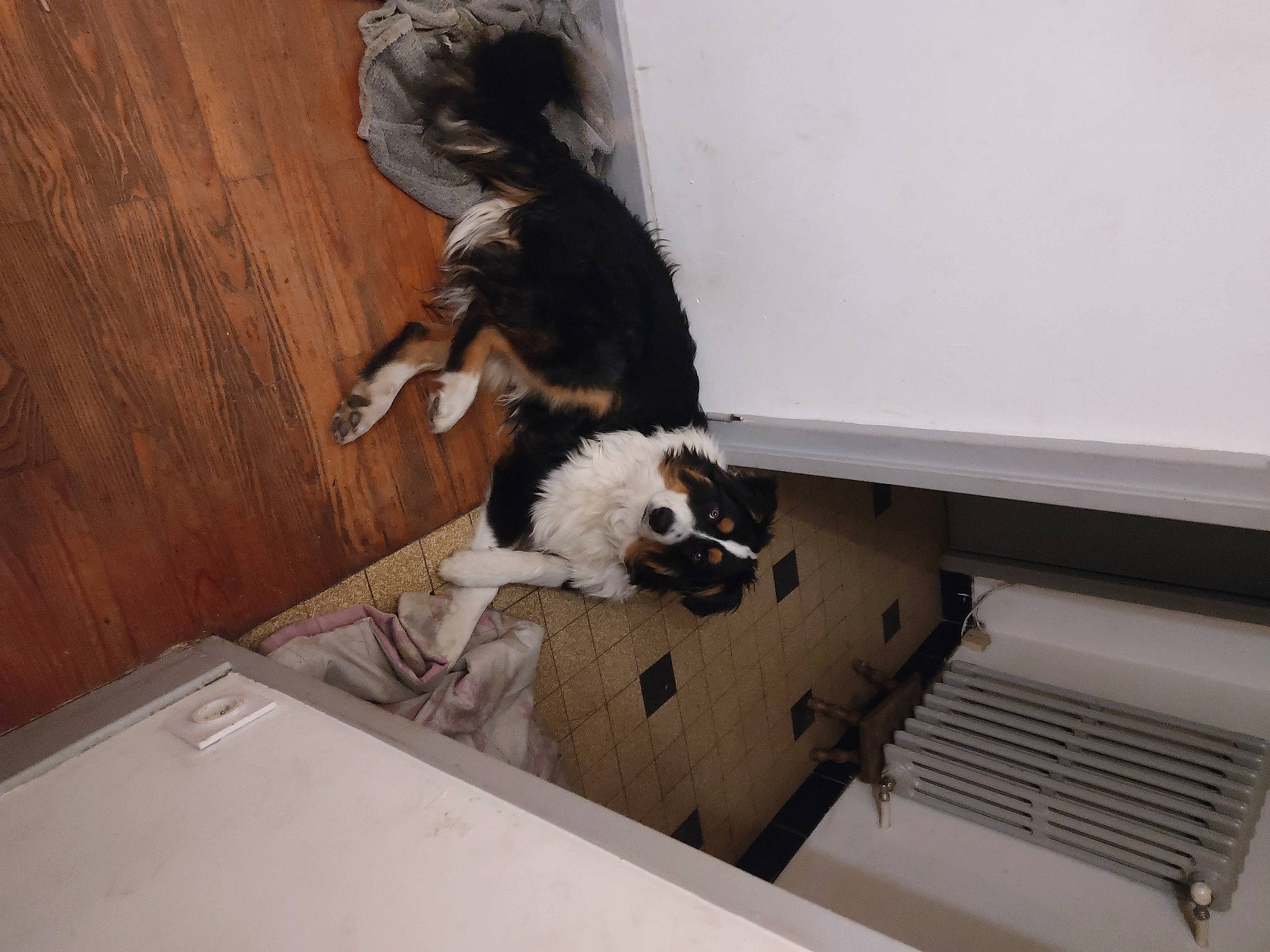 Tyson a rejoint le concours — aidez-le/la à gagner de superbes lots ! canidae, carnivore, comfort, companion_dog, dog, dog_breed, felidae, floor, flooring, fur, hardwood, herding_dog, non_sporting_group, pet_supply, room, small_to_medium_sized_cats, sporting_group, tail, wood, wood_flooring