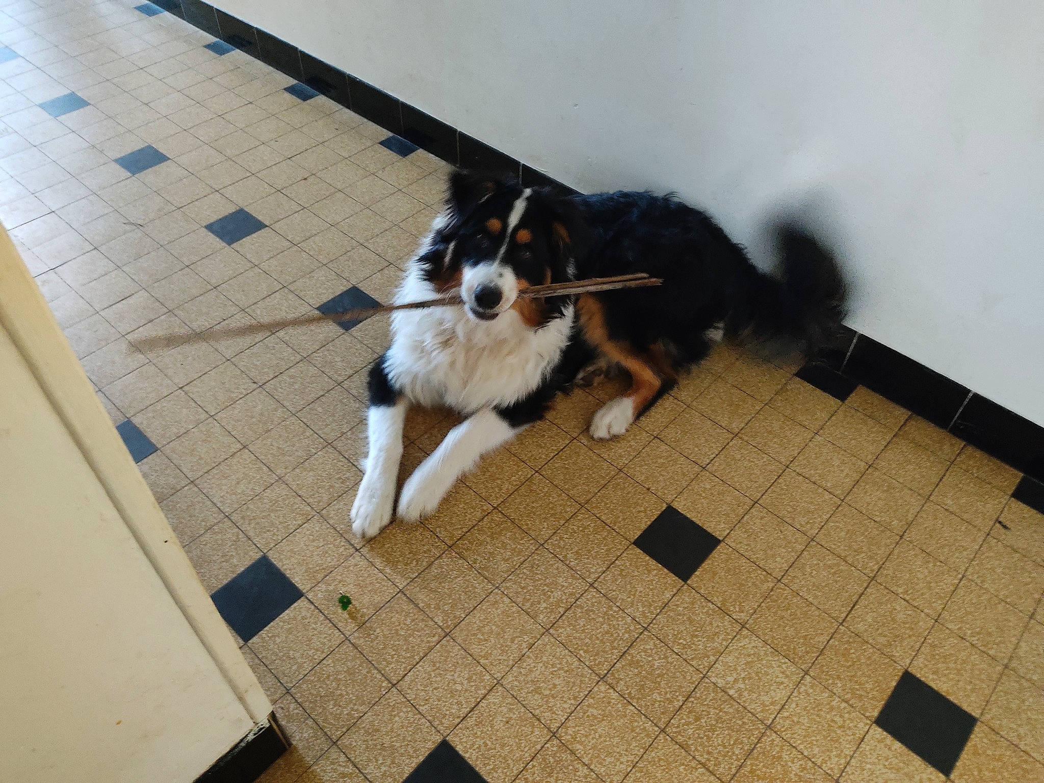 Tyson a rejoint le concours — aidez-le/la à gagner de superbes lots ! border_collie, canidae, carnivore, companion_dog, dog, dog_breed, dog_supply, floor, flooring, fur, hardwood, herding_dog, pet_supply, sporting_group, tail, tile, wood, working_animal, working_dog