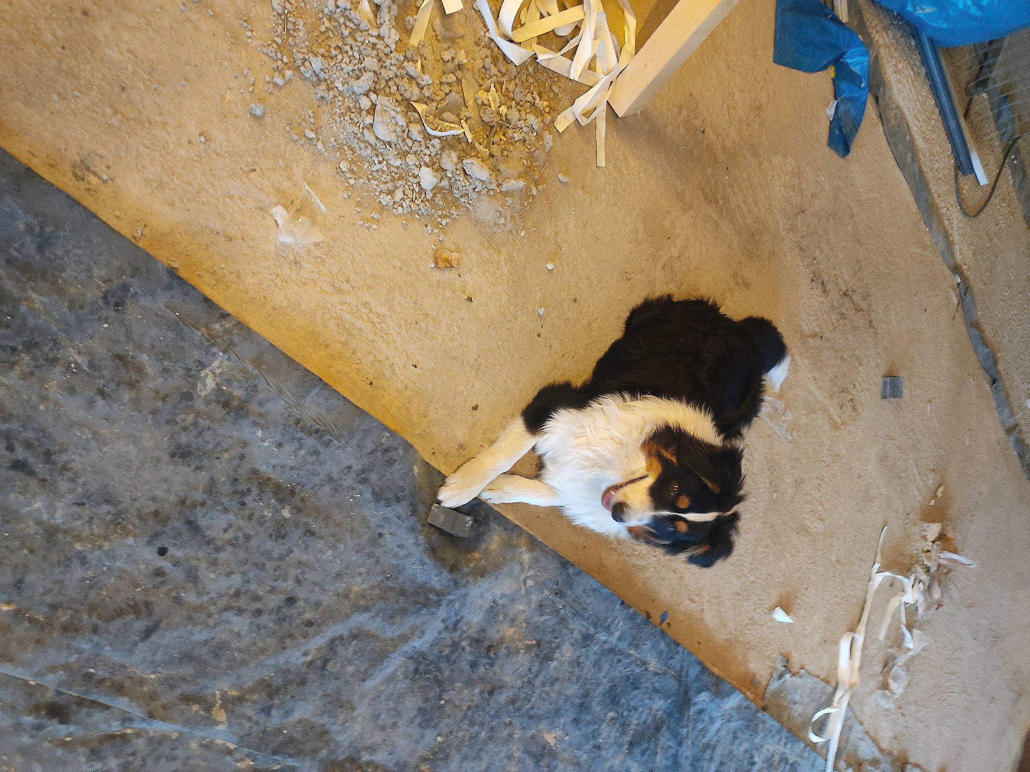 Tyson a rejoint le concours — aidez-le/la à gagner de superbes lots ! art, canidae, carnivore, cement, concrete, dog_breed, felidae, flooring, fur, road_surface, sand, shadow, small_to_medium_sized_cats, soil, sporting_group, tail, window, wood