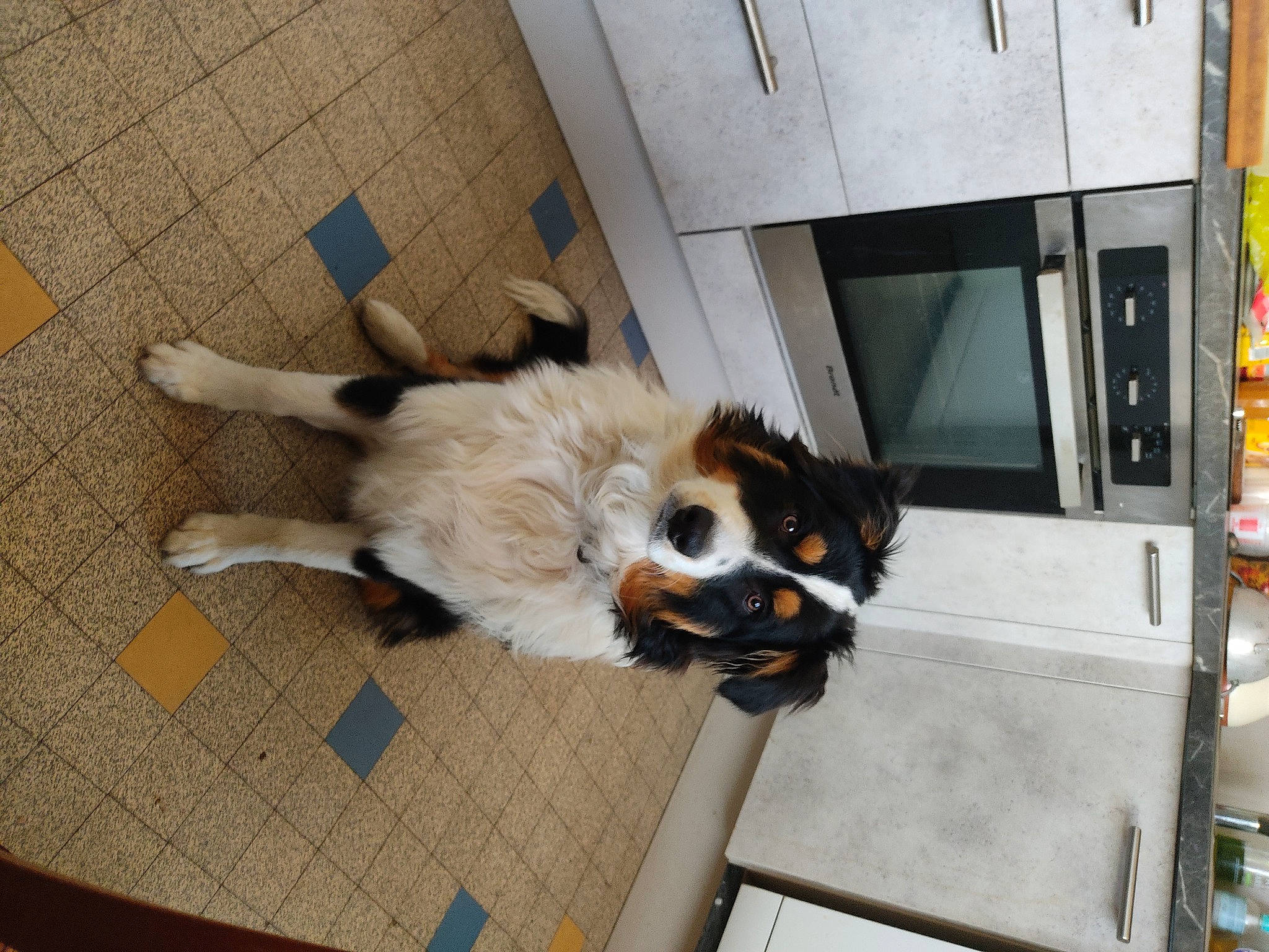 Tyson participe au concours pour gagner de l'argent avec cette photo : canidae, carnivore, companion_dog, dog, dog_breed, felidae, flooring, fur, gas, hardwood, machine, mammal, paw, small_to_medium_sized_cats, sporting_group, tail, wood, working_dog