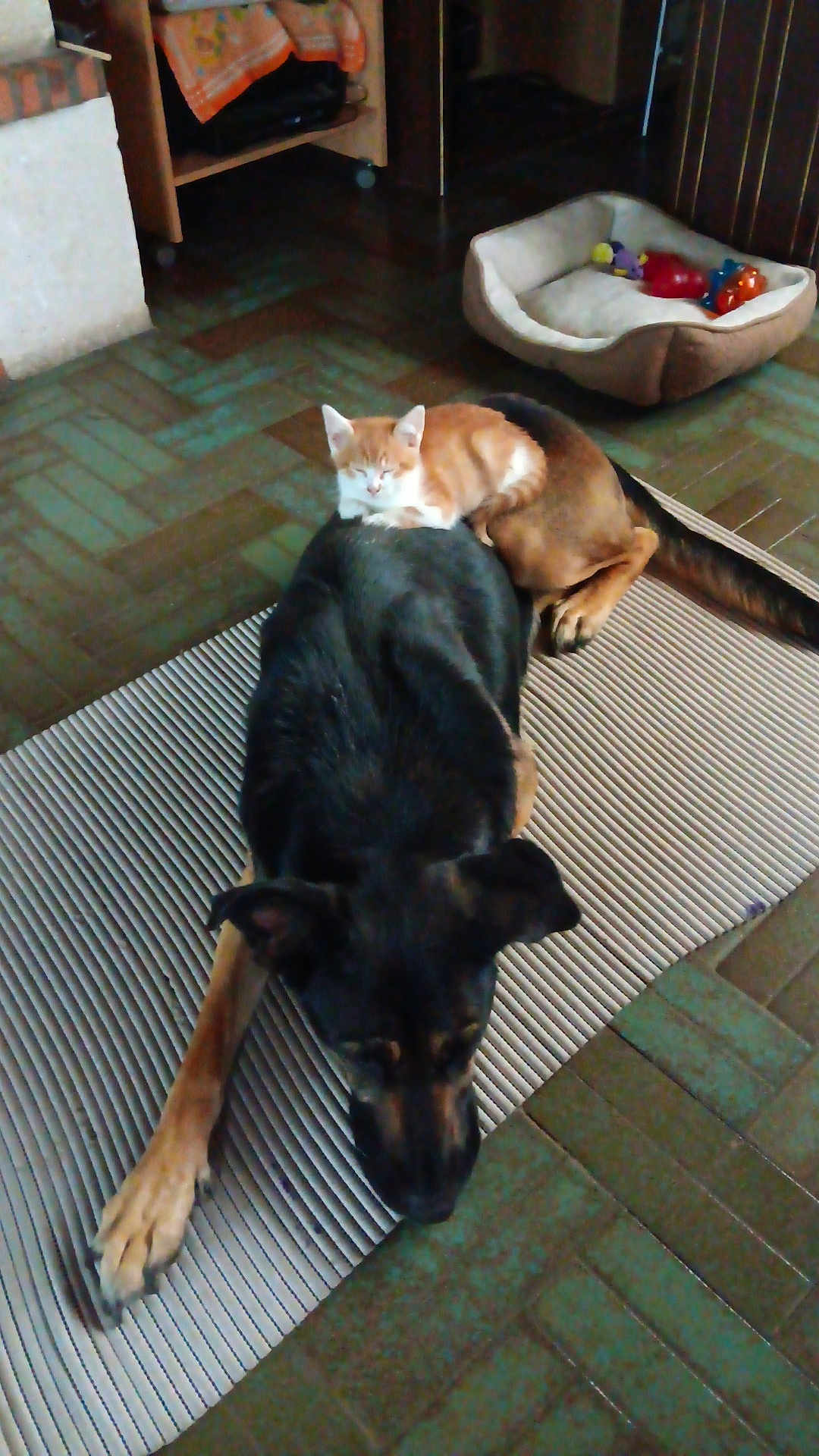 Rouki a rejoint le concours — aidez-le/la à gagner de superbes lots ! cat, kitten, dog, sleeping, indoor, mat, floor, pet_bed, toys, resting, cozy, brown, black, striped, furniture, relaxing, animal, companion, home, quiet