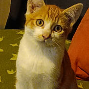 Rogerio Costa participe au concours pour gagner de l'argent avec cette photo : cat, orange_cat, white_cat, pet, animal, feline, indoor, curious, sitting, close_up, whiskers, ears, tail, eyes, fur, domestic_animal, mammal, cute, companion, portrait