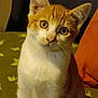 cat, orange_cat, white_cat, pet, animal, feline, indoor, curious, sitting, close_up, whiskers, ears, tail, eyes, fur, domestic_animal, mammal, cute, companion, portrait