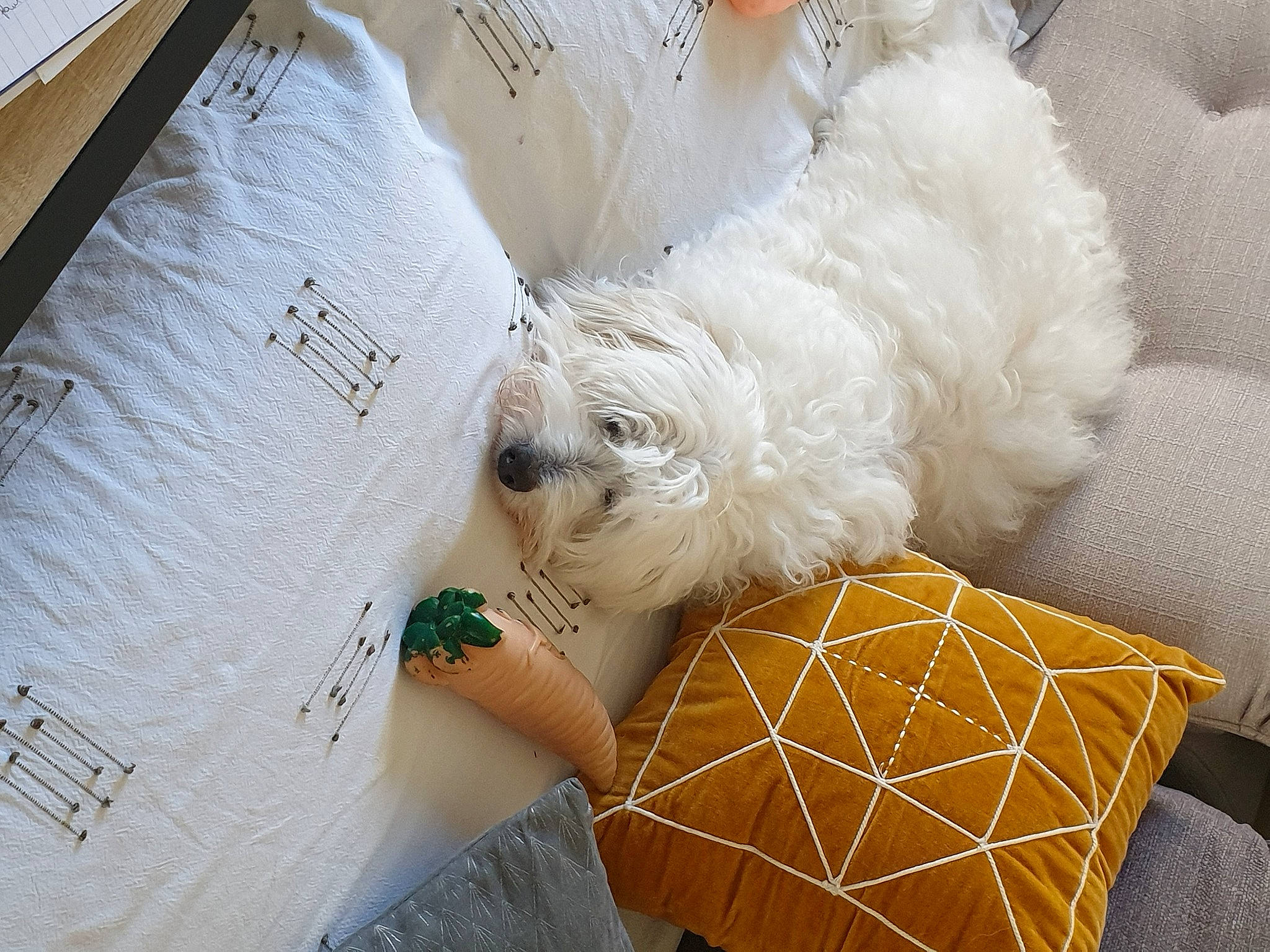 Bengy a rejoint le concours — aidez-le/la à gagner de superbes lots ! bag, ball, canidae, carnivore, companion_dog, dog, dog_breed, fashion_accessory, fur, linens, non_sporting_group, pattern, poodle, small_terrier, stuffed_toy, terrier, textile, toy, toy_dog, wool