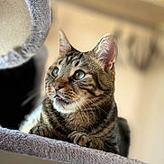 Kyubi participe au concours pour gagner de l'argent avec cette photo : cat, tabby_cat, feline, pet, indoor, curious, whiskers, ears, paws, soft_texture, fur, close_up, animal, cute, looking_away, focused, sitting, resting, home, cat_tree