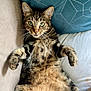 cat, tabby, pet, animal, feline, relaxed, lying_down, couch, pillow, indoor, fur, whiskers, ears, paw, curious, looking, cute, domestic, resting, closeup