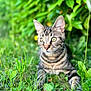 cat, tabby, grass, greenery, outdoor, nature, animal, feline, pet, leaf, plant, closeup, alert, fur, whiskers, eyes, mammal, relaxing, daylight, wildlife