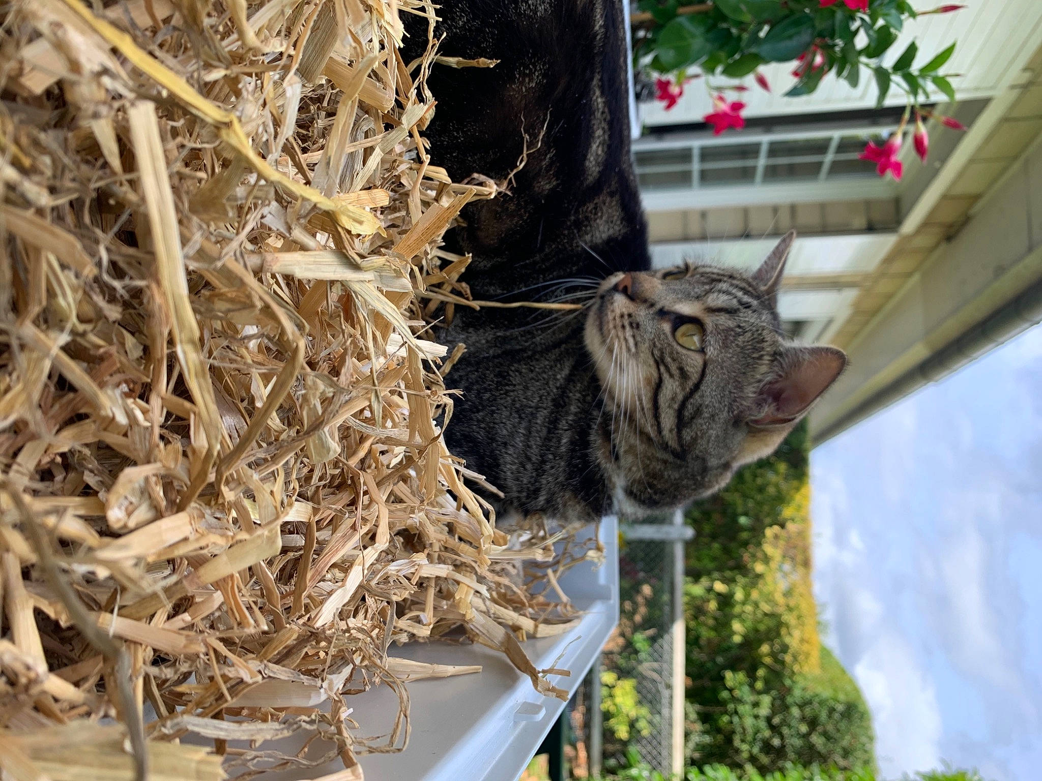 Olena participe au concours pour gagner de l'argent avec cette photo : carnivore, cat, felidae, fur, grass, norwegian_forest_cat, organism, plant, small_to_medium_sized_cats, straw, tree, whiskers, wild_cat