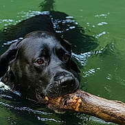Must participe au concours pour gagner de l'argent avec cette photo : dog, black_dog, water, swimming, stick, animal, pet, outdoor, nature, playful, fetch, canine, muzzle, wet, lake, summer, active, closeup, portrait, happy