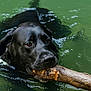 dog, black_dog, water, swimming, stick, animal, pet, outdoor, nature, playful, fetch, canine, muzzle, wet, lake, summer, active, closeup, portrait, happy