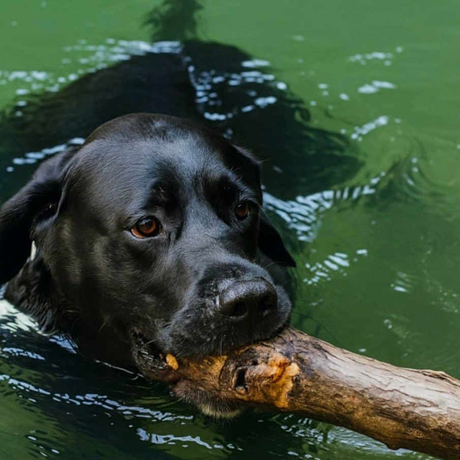 Must participe au concours pour gagner de l'argent avec cette photo : active, animal, black_dog, canine, closeup, dog, fetch, happy, lake, muzzle, nature, outdoor, pet, playful, portrait, stick, summer, swimming, water, wet