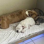 Thor Et Venom a rejoint le concours — aidez-le/la à gagner de superbes lots ! dog, bulldog, sleeping, bed, blanket, indoor, cozy, pet, animal, resting, white_dog, brown_dog, floor, tile_floor, corner, quiet, cute, fur, nap, companion