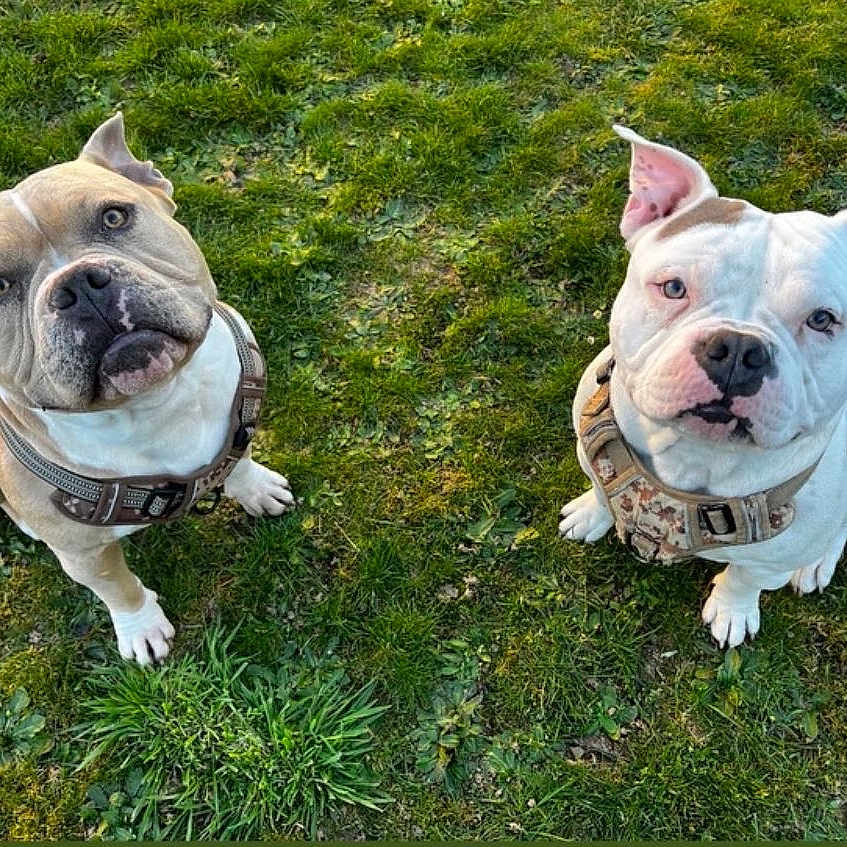 Thor Et Venom participe au concours pour gagner de l'argent avec cette photo : animal, brown_fur, bulldog, canine, cute, daylight, dog, ears, friendly, grass, harness, looking_up, muzzle, nature, nose, outdoor, pet, sitting, two_dogs, white_fur
