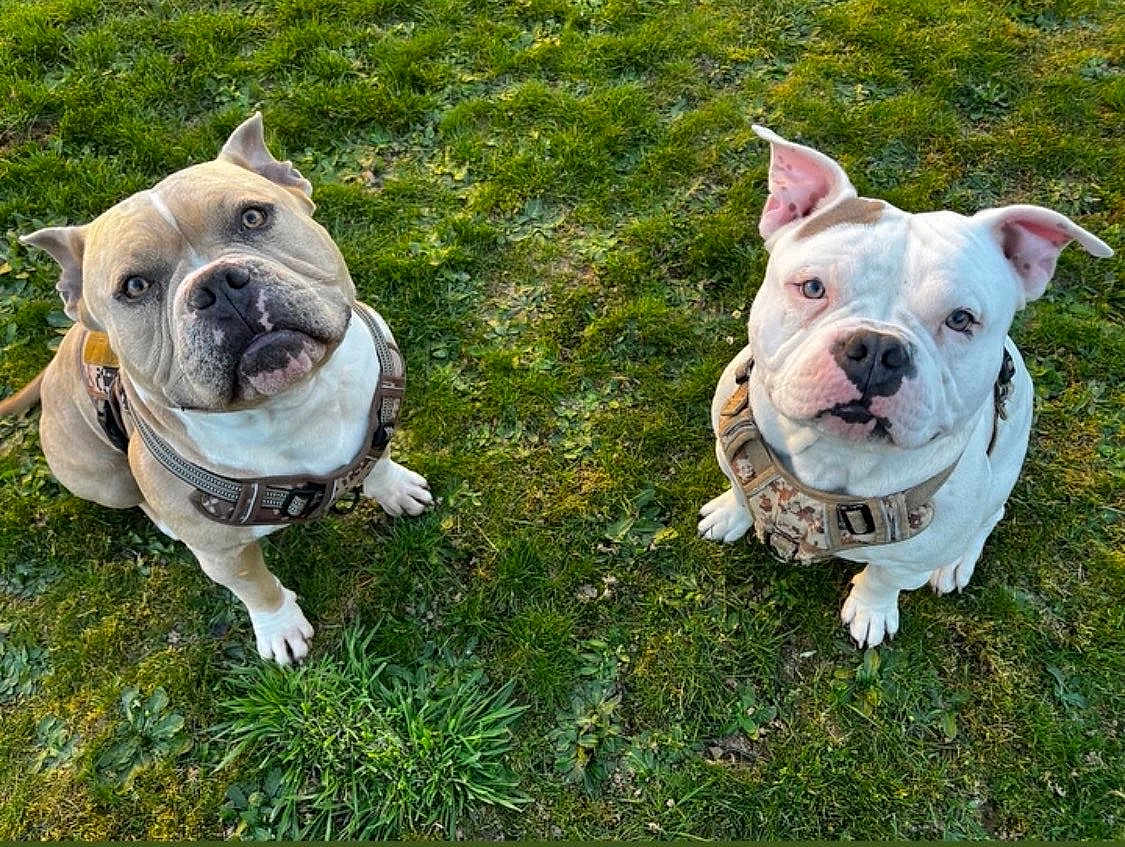 Thor Et Venom participe au concours pour gagner de l'argent avec cette photo : dog, bulldog, pet, canine, grass, outdoor, harness, animal, cute, two_dogs, sitting, looking_up, ears, muzzle, nose, white_fur, brown_fur, daylight, nature, friendly