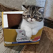 Aie Aie Aie a rejoint le concours — aidez-le/la à gagner de superbes lots ! kitten, cat, box, cardboard, floor, wood, pet, animal, cute, feline, indoor, fur, small, looking, curious, tabby, white, brown, sitting, closeup