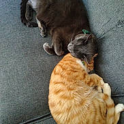 Cheeto joined the competition — help win amazing prizes! cat, gray_cat, orange_cat, sleeping, couch, feline, pets, cozy, resting, domestic_animal, fur, collar, indoor, companion, cute, animal, relaxing, two_cats, close, snuggling