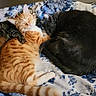 cat, cats, sleeping, cozy, blanket, bed, fur, orange_cat, black_cat, tabby_cat, pets, animal, resting, cute, domestic_animal, feline, snuggling, indoor, soft, relaxed