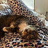 animal, bed, blanket, cat, comfort, cozy, cute, feline, fur, home, indoor, leopard_print, pajamas, pet, relaxing, resting, sleepy, tabby, whiskers, window_light