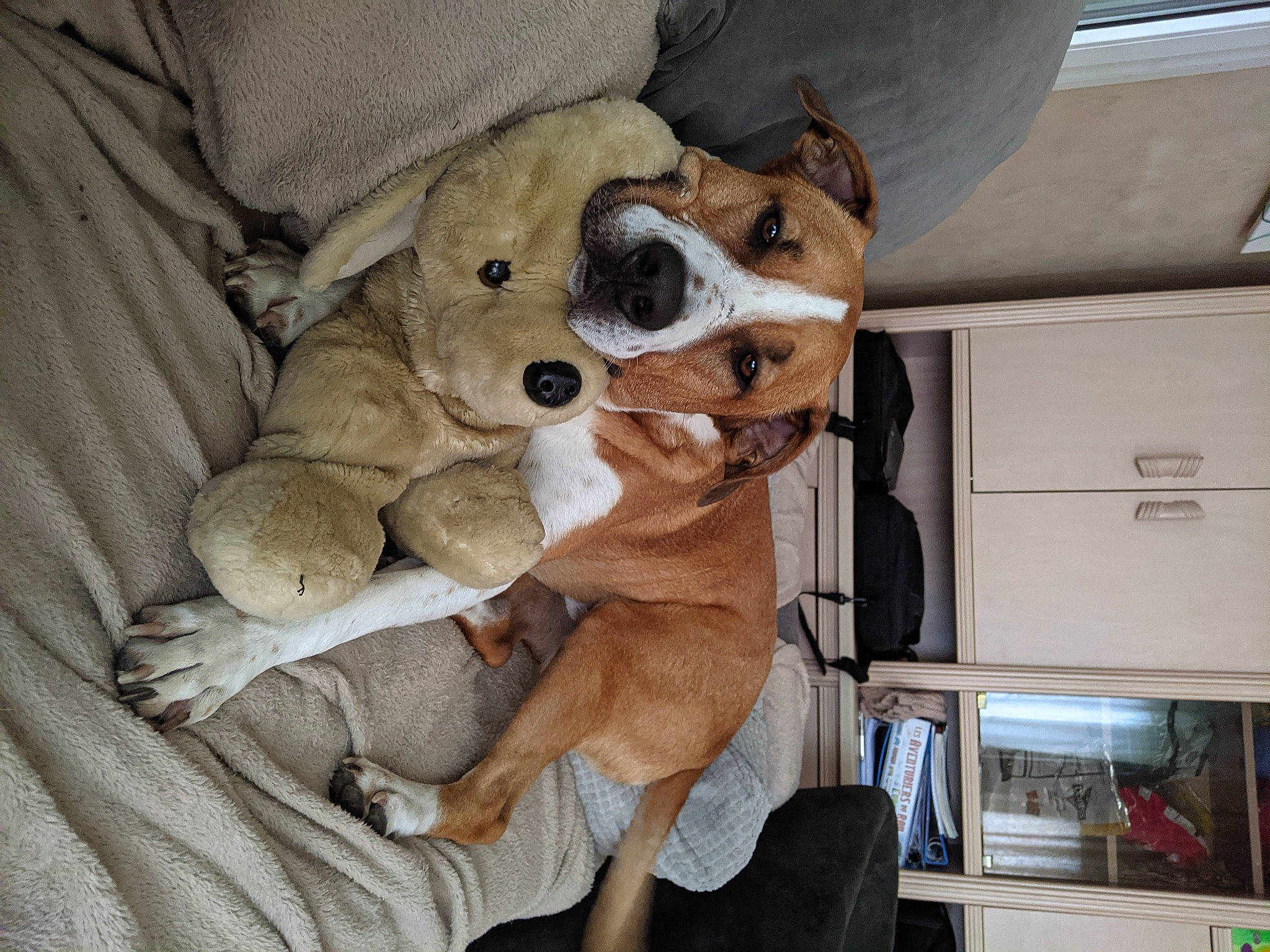 Loocky participe au concours pour gagner de l'argent avec cette photo : canidae, carnivore, collar, comfort, companion_dog, dog, dog_breed, dog_supply, ear, eyewear, fawn, fur, paw, snout, sporting_group, stuffed_toy, toy, toy_dog, whiskers, working_animal