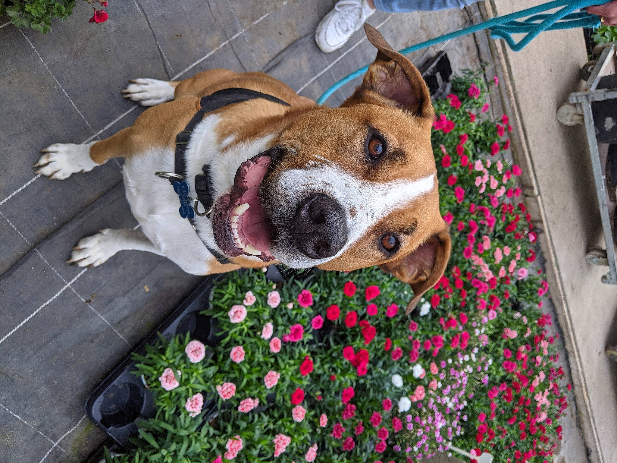 Loocky participe au concours pour gagner de l'argent avec cette photo : annual_plant, canidae, carmine, carnivore, collar, companion_dog, coquelicot, dog, dog_breed, dog_supply, fawn, flower, fur, grass, groundcover, petal, plant, snout, whiskers, working_animal