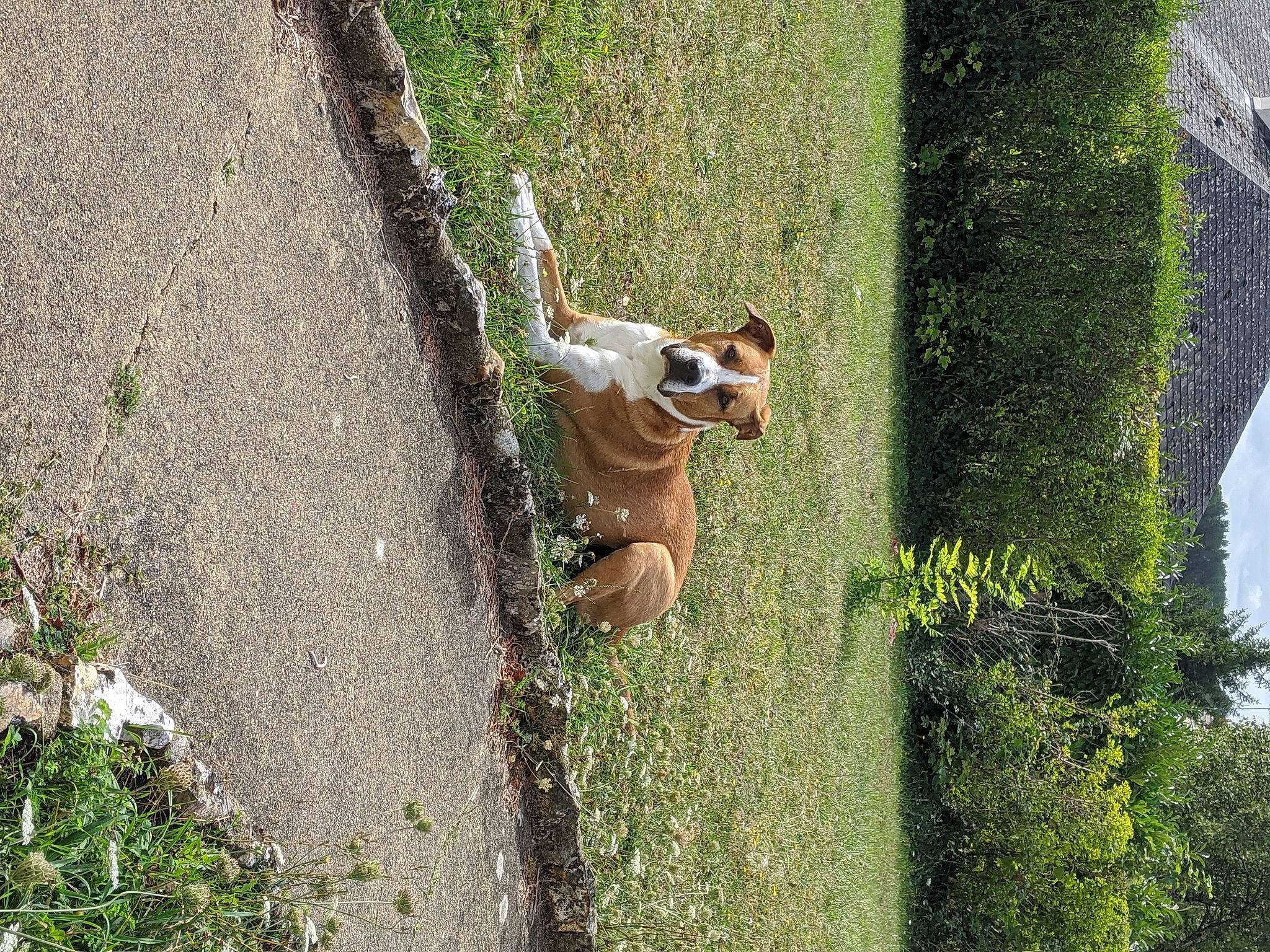 Loocky a rejoint le concours — aidez-le/la à gagner de superbes lots ! canidae, carnivore, dog, dog_breed, fawn, grass, grass_family, landscape, leisure, people_in_nature, plant, recreation, shadow, shrub, sporting_group, tail, tree, trunk, wood, working_animal