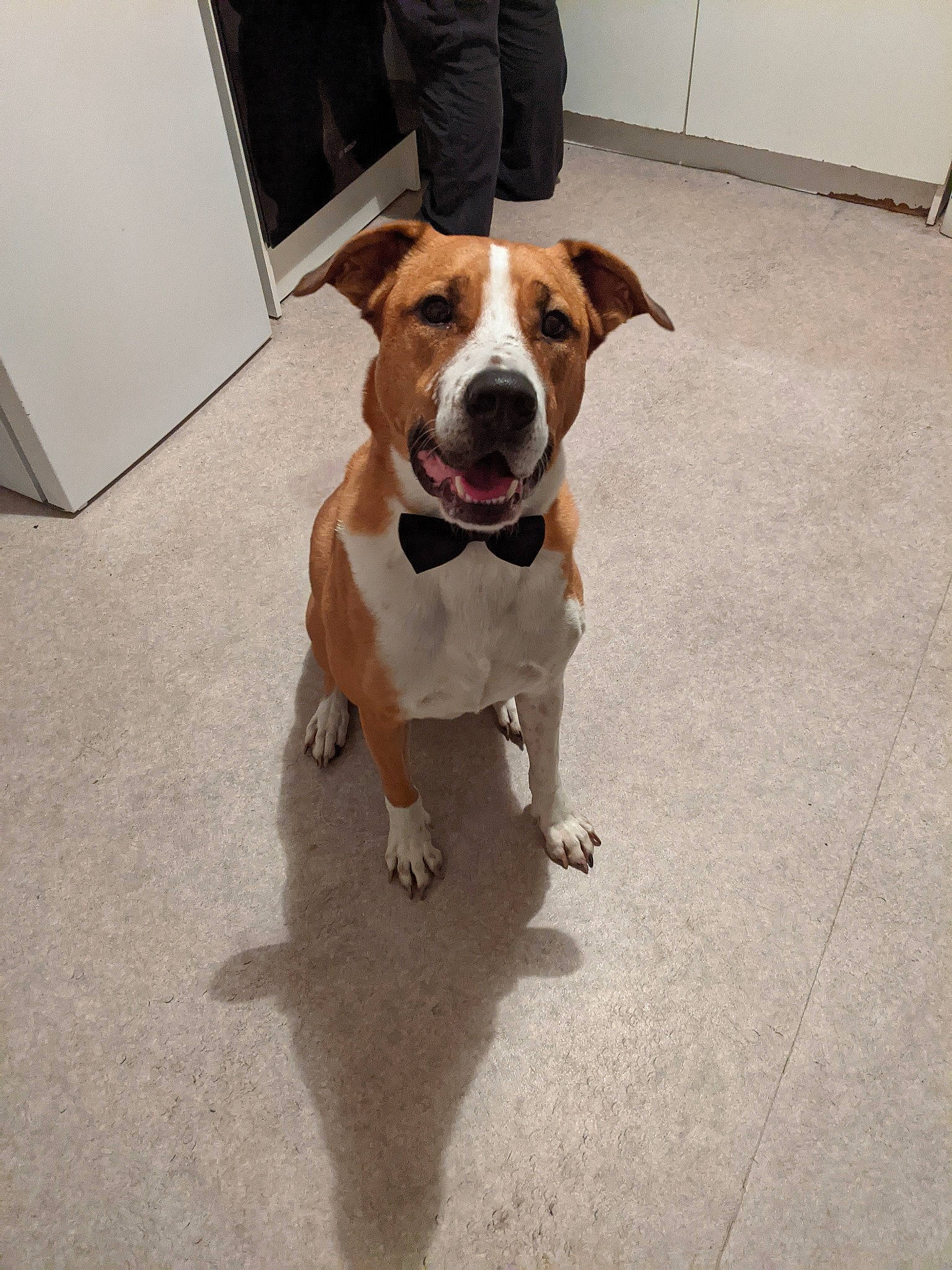 Loocky a rejoint le concours — aidez-le/la à gagner de superbes lots ! ball, carnivore, collar, companion_dog, dog, dog_breed, fawn, floor, flooring, hound, leash, paw, pet_supply, road_surface, snout, sporting_group, street_dog, tail, whiskers, working_animal