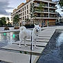 apartment_building, architecture, building, canine, cloudy_sky, daylight, dog, leash, leashed_dog, nature, outdoor, park, pet, sidewalk, sky, stone_path, tree, urban, water_feature, white_dog