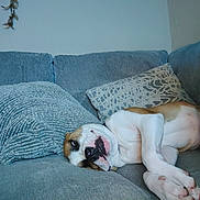 Buddy joined the competition — help win amazing prizes! dog, couch, pillow, indoor, pet, relaxed, sleeping, fur, canine, home, resting, animal, comfort, living_room, laying_down, tongue_out, cute, cozy, lazy, domestic