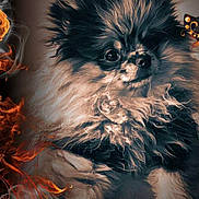 Zeus participe au concours pour gagner de l'argent avec cette photo : dog, pomeranian, fluffy, portrait, fire, smoke, artistic_effect, animal, pet, cute, furry, closeup, face, eyes, nose, fur, fantasy, glowing, orange, black