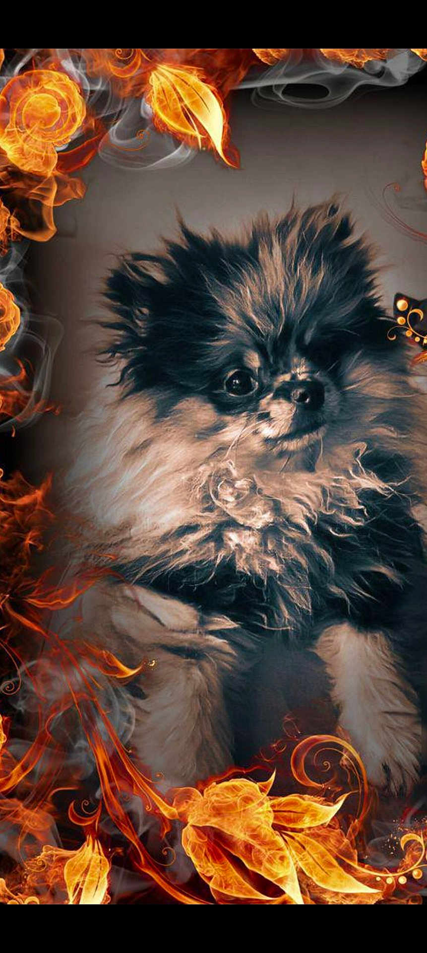 Zeus participe au concours pour gagner de l'argent avec cette photo : dog, pomeranian, fluffy, portrait, fire, smoke, artistic_effect, animal, pet, cute, furry, closeup, face, eyes, nose, fur, fantasy, glowing, orange, black