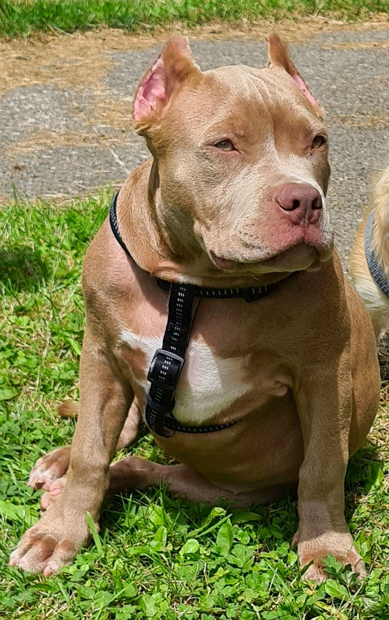 Gucci a rejoint le concours — aidez-le/la à gagner de superbes lots ! american_pit_bull_terrier, american_staffordshire_terrier, bull_and_terrier, canidae, carnivore, cordoba_fighting_dog, dog, dog_breed, fawn, mammal, molosser, non_sporting_group, pit_bull, rare_breed_dog, snout, sporting_group, terrier, vertebrate