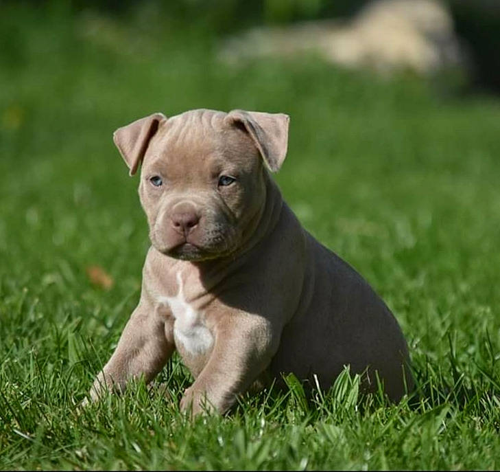 Gucci a rejoint le concours — aidez-le/la à gagner de superbes lots ! american_pit_bull_terrier, american_staffordshire_terrier, bull_and_terrier, canidae, carnivore, companion_dog, dog, dog_breed, fawn, grass, mammal, molosser, non_sporting_group, pit_bull, plant, puppy, rare_breed_dog, snout, sporting_group, vertebrate