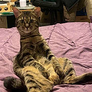 Tigresse a rejoint le concours — aidez-le/la à gagner de superbes lots ! cat, tabby_cat, bed, purple_bedspread, indoor, furniture, chair, table, clutter, relaxed, sitting, pet, animal, striped, fur, whiskers, ears, eyes, tail, cozy