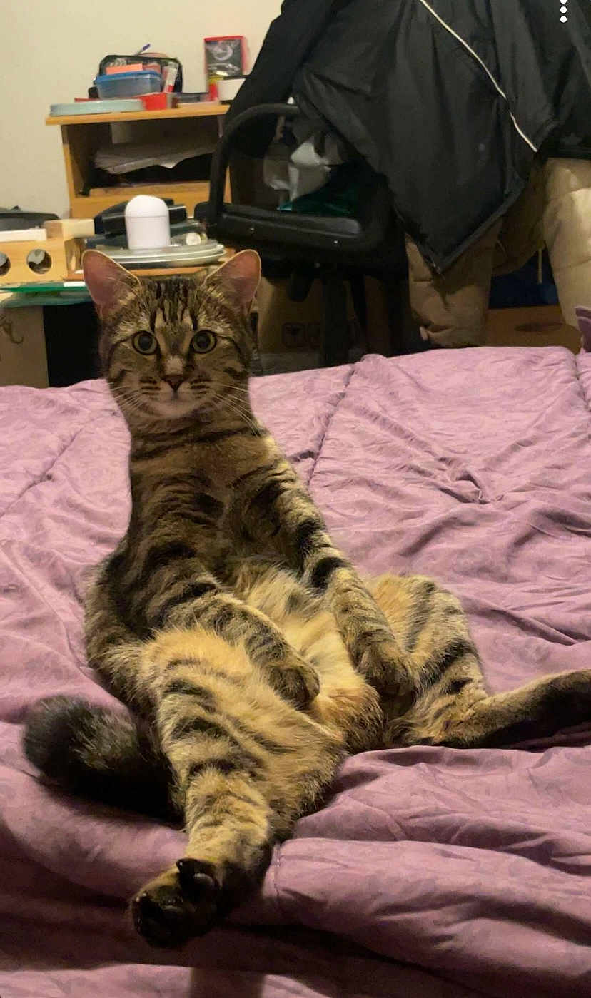 Tigresse a rejoint le concours — aidez-le/la à gagner de superbes lots ! cat, tabby_cat, bed, purple_bedspread, indoor, furniture, chair, table, clutter, relaxed, sitting, pet, animal, striped, fur, whiskers, ears, eyes, tail, cozy