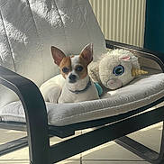 Silky a rejoint le concours — aidez-le/la à gagner de superbes lots ! dog, small_dog, chihuahua, chair, cushion, plush_toy, unicorn, stuffed_animal, indoor, sunlight, tile_floor, relaxing, pet, animal, white, brown, furniture, cozy, resting, cute