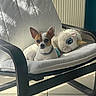 dog, small_dog, chihuahua, chair, cushion, plush_toy, unicorn, stuffed_animal, indoor, sunlight, tile_floor, relaxing, pet, animal, white, brown, furniture, cozy, resting, cute