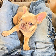 Oliver joined the competition — help win amazing prizes! french_bulldog, puppy, dog, pet, lap, jeans, socks, indoor, cozy, cute, animal, canine, resting, casual, person, clothing, footwear, furniture, relaxation, domestic
