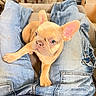 french_bulldog, puppy, dog, pet, lap, jeans, socks, indoor, cozy, cute, animal, canine, resting, casual, person, clothing, footwear, furniture, relaxation, domestic