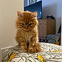 Ramsès a rejoint le concours — aidez-le/la à gagner de superbes lots ! cat, kitten, orange_cat, fluffy, indoor, cushion, pattern, yellow_bird, furniture, cabinet, television, curious, pet, animal, cute, small, home, cozy, soft_light, sitting