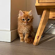 Ramsès a rejoint le concours — aidez-le/la à gagner de superbes lots ! kitten, cat, orange_cat, fluffy, pet, indoor, wooden_floor, furniture_leg, curious, animal, cute, young_cat, whiskers, ears, tail, floor, household, corner, domestic_cat, small_pet